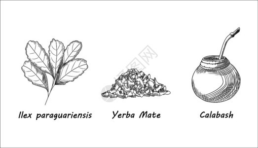 一套叶尔巴交配茶枝和卡拉巴什茶叶雕刻风格传统的南美饮料手工绘制矢量图图片