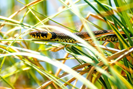 欧洲的草蛇在波兰摩尔湖中图片
