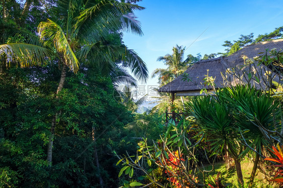 丛林雨中的传统房屋伴人balindoesa丛林森中的传统房屋indoesa图片
