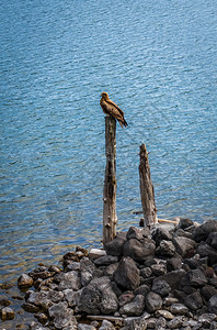 黑风筝米微偏头痛湖中恰津吉尼克科雅潘湖中恰津吉雅潘图片