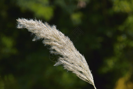 长至3米的青草叶子粗糙线氟化是卷发的恐慌白色长15至30厘米长康氏草沙子肺部是南边的草图片