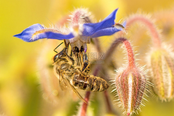 花的蜜蜂香水图片