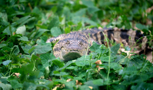 小鳄鱼藏在河附近的绿草中图片