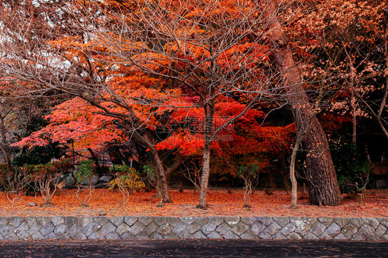 在Morikahcimngu神庙和12月的iwategoku神庙花园Tohku地区季节改变自然景象图片