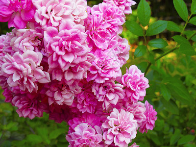 鲜花大自然最美的花朵安布利马哈拉施特图片