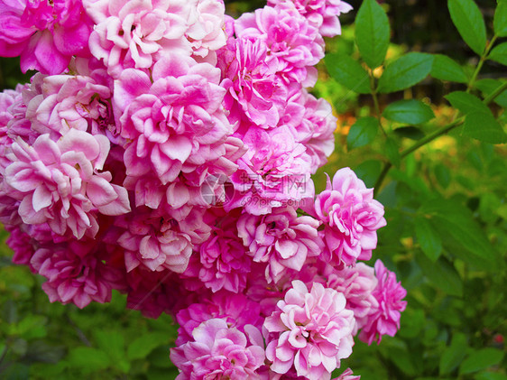 鲜花大自然最美的花朵安布利马哈拉施特图片