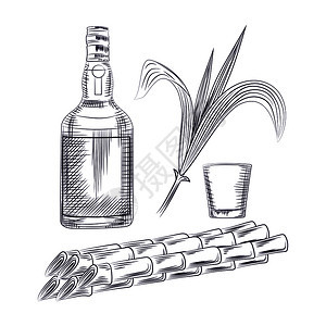 酒精饮料糖厂尾巴酒瓶朗姆和鸡尾杯雕刻风格矢量图手画甘蔗叶背景图片