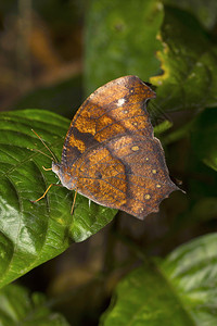 深夜棕色蝴蝶白喉沙塔卡纳加兰印地安群岛图片
