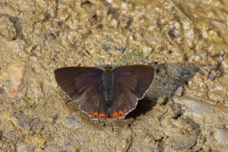 印度紫蓝蝴蝶白磷异狄氏萨塔卡纳加兰印地亚图片