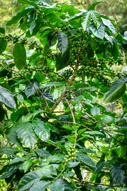 江马塔伊兰阿西亚加伊兰阿扬马附近咖啡种植园图片
