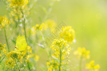 清晨在绿色夏日草原上图片