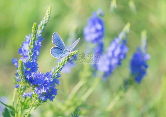清晨青鸟蝴蝶在绿色的夏月草原上图片