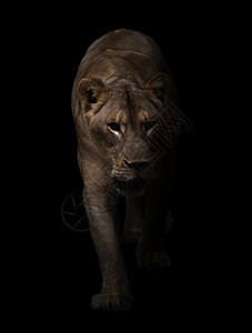 在黑暗背景中行走的雌狮子豹列图片