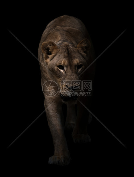 在黑暗背景中行走的雌狮子豹列图片