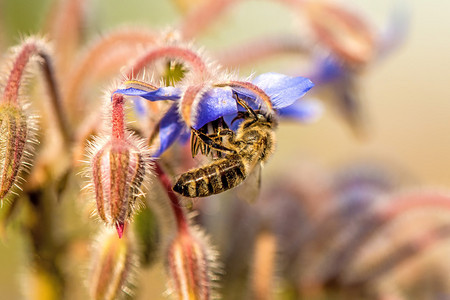 花的蜜蜂香水图片