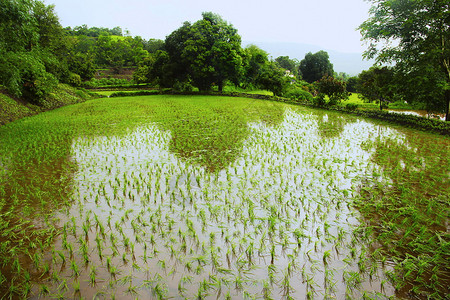 种植稻田图片