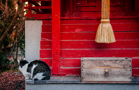 秋天在日本红鬼屋的黑白毛发猫图片