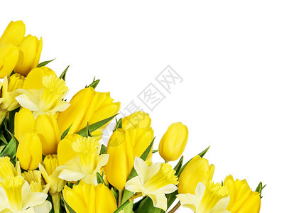 黄色郁金香和水仙花的美丽春束安排成白底的葡萄花图片