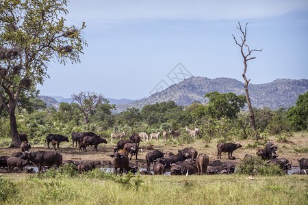 非洲公园的水牛群和斑马图片