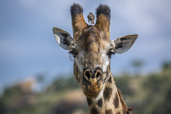 南部非洲Kruge公园自然长颈鹿肖像图片