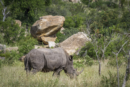 南非克鲁格公园博尔德风景区的南部白犀牛犀牛科ceratotheriumsimum种南非克鲁格公园的南白犀牛图片
