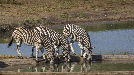 在非洲南部的Kruge公园水井中饮用三平原斑马非洲南部的Kruge公园的Speciqusagbncheli家庭非洲南部的Krug图片