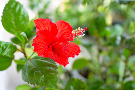 盛开的美丽红色花朵图片