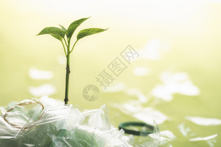 塑料废物和环境概念绿色植物从一堆塑料垃圾中生长绿色背景回收塑料概念图片