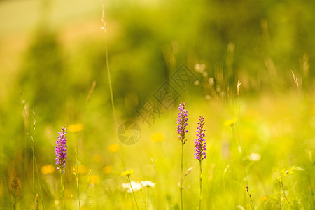 在德意志草地上的兰花图片