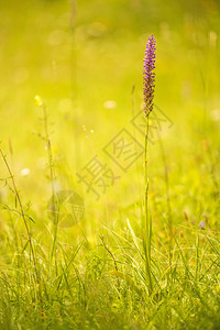在德意志草地上的兰花图片
