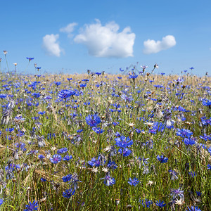 青蓝天空下的云中春小麦田的花朵图片