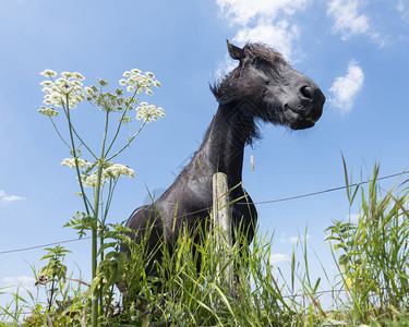 草地上的黑马与夏花在蓝天空下图片