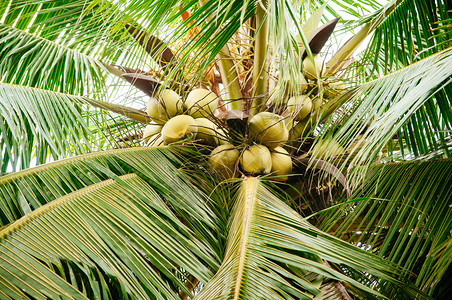 热带椰子树上的果绿色叶图片
