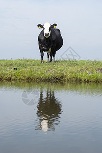 黑牛和运河全景图像图片