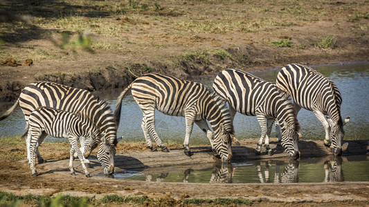 南非克鲁格公园的五平原斑马马科的一个科南非克鲁格公园的平原斑马图片