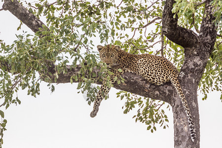 位于非洲南部Kruge公园的树上位于非洲南部Kruge公园的felida的SpciPanthrpdus家庭图片
