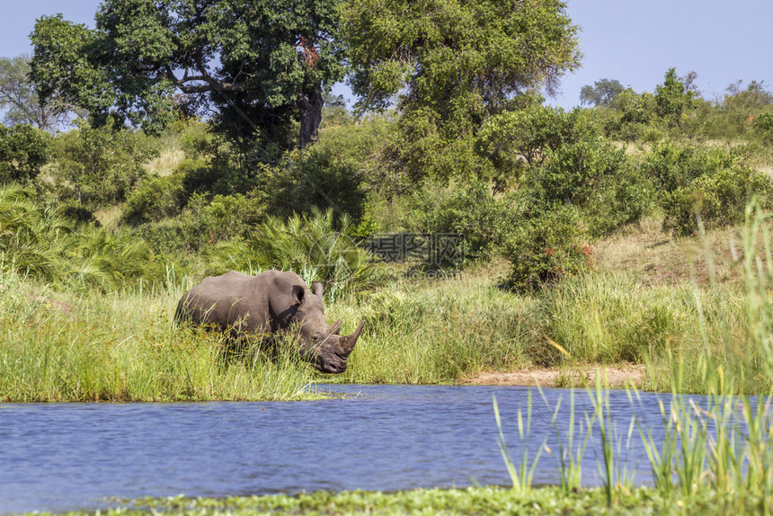 南部非洲Kruge公园的河边南部白犀牛非洲Kruge公园南部白犀牛面非洲部Kruge公园的cpeirotida家庭图片