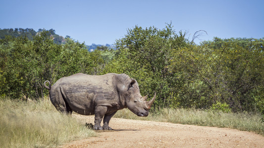 南部非洲Kruge公园南部非洲Kruge公园南部白犀牛穿过草砂路南部非洲Kruge公园南部白犀牛图片
