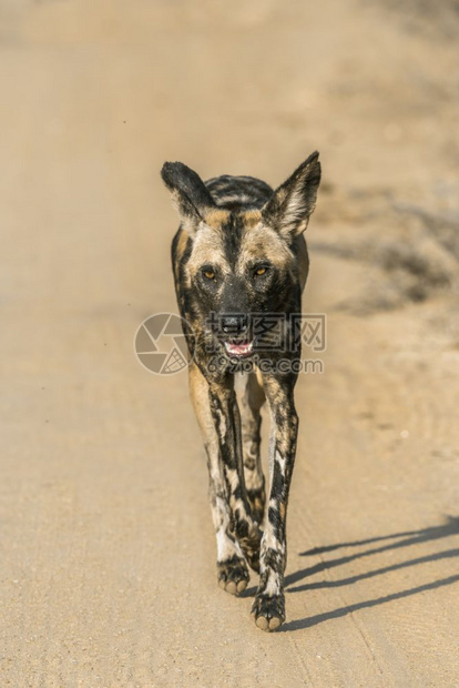 非洲野狗在南部的Kruge公园的碎石路上跑动非洲南部的Kruge公园的非洲野狗Canide的SpcilyaonPitus家庭图片
