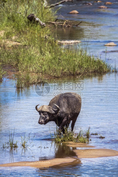 非洲水牛横渡南部Kruge公园的河流非洲南部Kruge公园的非洲水牛Bovidae的SpciComptruscafer家庭图片