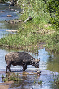非洲水牛横渡南部Kruge公园的河流非洲南部Kruge公园的非洲水牛Bovidae的SpciComptruscafer家庭图片