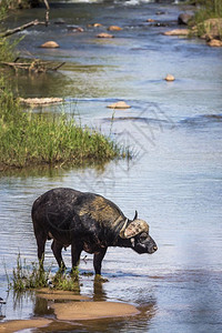 非洲水牛站在南部Kruge公园的河中非洲南部Kruge公园的非洲水牛Bovidae的SpciComptruscafer家庭图片