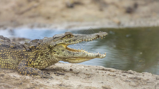 南非洲Kruge公园河岸无鳄鱼口开放的概况非洲南部Kruge公园无鳄鱼Crocdyliae的croldyusnotrcus家庭图片