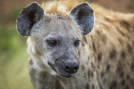 在非洲南部的Kruge公园发现hyaen肖像非洲南部的Kruge公园发现hyaenid家庭发现hyaen图片
