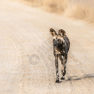 非洲公园的野狗南部图片