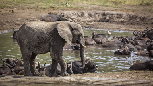 由非洲南部的Kruge公园与非洲水牛一起组成的塘大象非洲家族南部的Kruge公园与非洲水牛一起组成的非洲灌木大象图片
