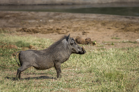 位于非洲南部Kruge公园湖边的男猪位于非洲南部Kruge公园的非洲养猪人家庭位于非洲南部Kruge公园的非洲养猪人家庭图片