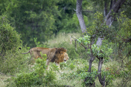非洲狮子男在南非洲Kruge公园的绿色草原上行走felida的SpciPanthrlo家庭图片