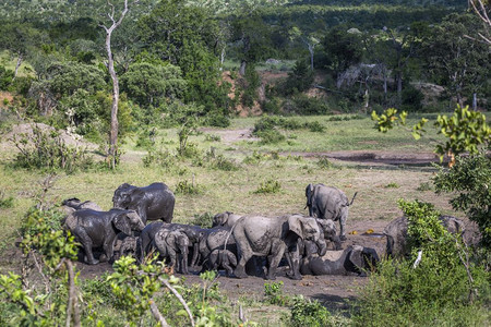 非洲灌木大象在南部非洲Kruge公园的泥浴中聚集非洲大象的家庭图片