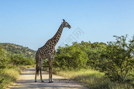 非洲南部Kruge公园绿草原景色的长颈鹿非洲南部Kruge公园长颈鹿的家族图片